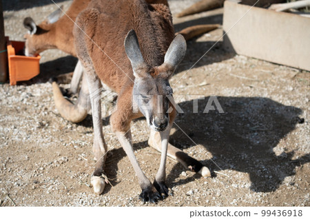 Kangaroo Kangaroo 99436918