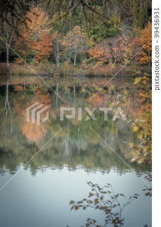 Shirakaba Kogen in autumn, Lake Megami, Nagano Prefecture Shirakaba Kogen in autumn, Lake Megami, Nagano Prefecture 99436931