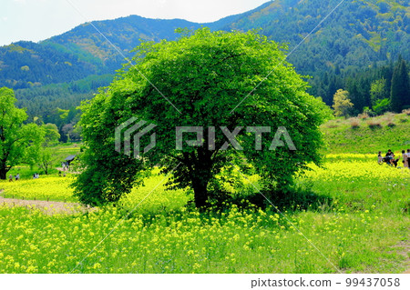 Alps Azumino Park in spring Beautiful rape blossoms and tulips Colored paper interwoven with flowers and plants 99437058