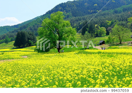 Alps Azumino Park in spring Beautiful rape blossoms and tulips Colored paper interwoven with flowers and plants 99437059