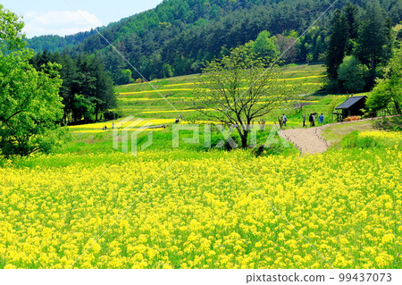 Alps Azumino Park in spring Beautiful rape blossoms and tulips Colored paper interwoven with flowers and plants 99437073
