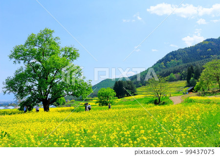 春天的阿爾卑斯安曇野公園 美麗的油菜花和郁金香 花草交織的彩紙 99437075