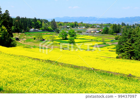 Alps Azumino Park in spring Beautiful rape blossoms and tulips Colored paper interwoven with flowers and plants Alps Azumino Park in spring Beautiful rape blossoms and tulips Colored paper interwoven with flowers and plants 99437097