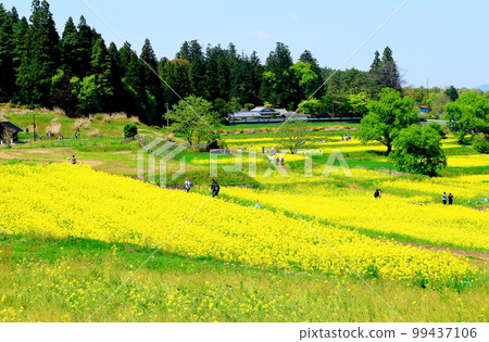 Alps Azumino Park in spring Beautiful rape blossoms and tulips Colored paper interwoven with flowers and plants 99437106