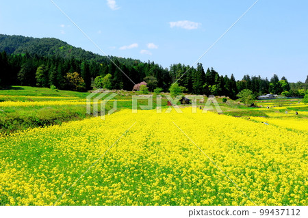 Alps Azumino Park in spring Beautiful rape blossoms and tulips Colored paper interwoven with flowers and plants Alps Azumino Park in spring Beautiful rape blossoms and tulips Colored paper interwoven with flowers and plants 99437112
