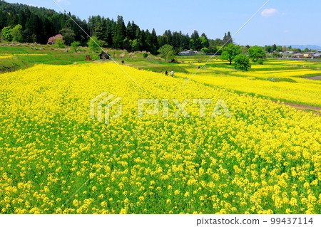 Alps Azumino Park in spring Beautiful rape blossoms and tulips Colored paper interwoven with flowers and plants 99437114
