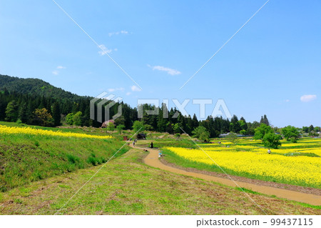 春天的阿爾卑斯安曇野公園 美麗的油菜花和郁金香 花草交織的彩紙 春天的阿爾卑斯安曇野公園 美麗的油菜花和郁金香 花草交織的彩紙 99437115