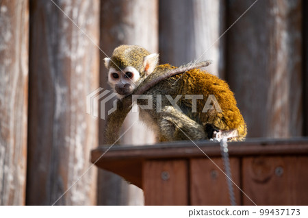 Squirrel monkey 99437173