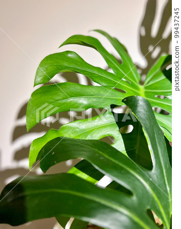 龜背芋盆栽是很棒的室內植物 99437245