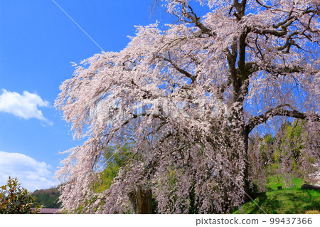 Iida's Stage Cherry Blossoms 信州的櫻花 花草交織的彩紙 99437366