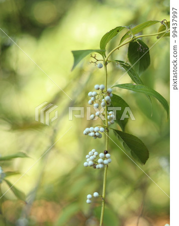 皇宮植物 白敷果實 皇宮植物 白敷果實 99437997