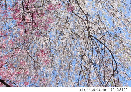 飯田的櫻花,信州的櫻花,花草交織的彩紙 飯田的櫻花,信州的櫻花,花草交織的彩紙 99438101