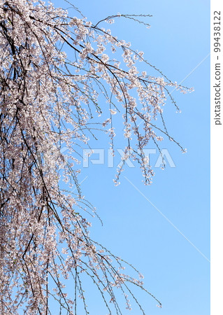 Iida's cherry blossoms, Shinshu's cherry blossoms, colored paper interwoven with flowers and plants Iida's cherry blossoms, Shinshu's cherry blossoms, colored paper interwoven with flowers and plants 99438122