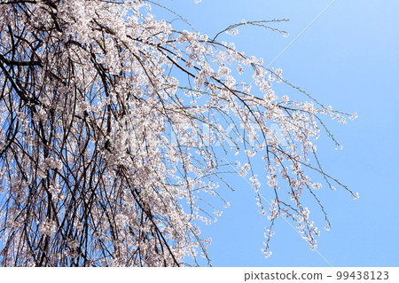 Iida's cherry blossoms, Shinshu's cherry blossoms, colored paper interwoven with flowers and plants Iida's cherry blossoms, Shinshu's cherry blossoms, colored paper interwoven with flowers and plants 99438123
