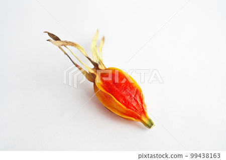 Orange gardenia fruit (white background) 99438163