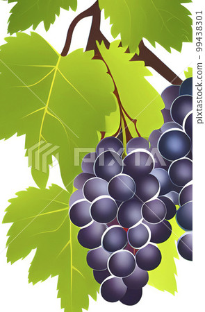 bunch of grapes with green leaves 99438301