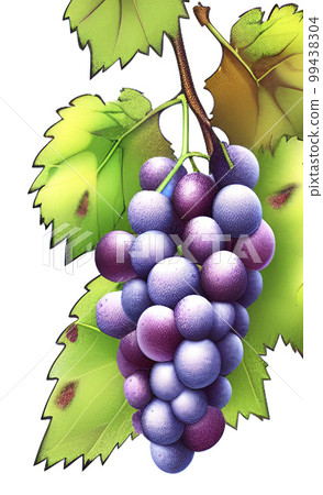 bunch of grapes with green leaves bunch of grapes with green leaves 99438304