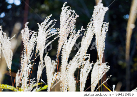 閃亮的蘇芝的耳朵 99438499