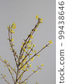 連翹花（豎）2 99438646