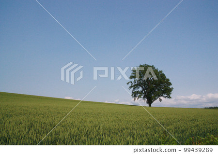 綠色麥田和藍天 綠色麥田和藍天 99439289