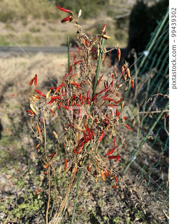 Chili peppers that color the winter scenery Chili peppers that color the winter scenery 99439302