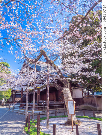 Sample cherry tree at Yasukuni Shrine, Chiyoda Ward, Tokyo in March Sample cherry tree at Yasukuni Shrine, Chiyoda Ward, Tokyo in March 99439714