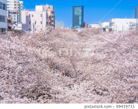 Cherry blossoms of Kurokawa seen from Nakameguro station platform in Meguro-ku, Tokyo in March Cherry blossoms of Kurokawa seen from Nakameguro station platform in Meguro-ku, Tokyo in March 99439715