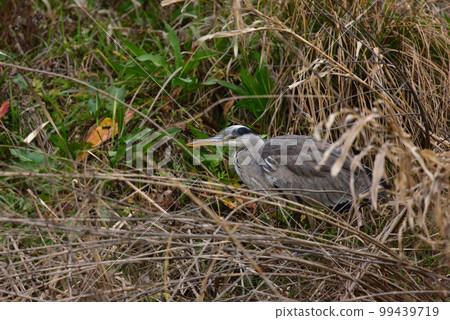 Gray heron coming out of the bush 99439719