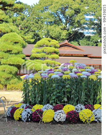 日本花園皇宮中的菊花 99439855
