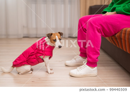 Jack Russell Terrier dog dressed in a pink jacket at the feet of the hostess in the apartment.  99440309