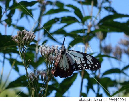 chestnut tiger butterfly butterfly chestnut tiger butterfly butterfly 99440904