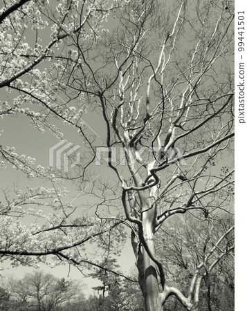 Cherry Blossoms and Besarusuberi Cherry Blossoms and Besarusuberi 99441501