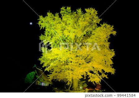 島根縣奧出雲市金嚴寺的銀杏樹（點亮） 99441584