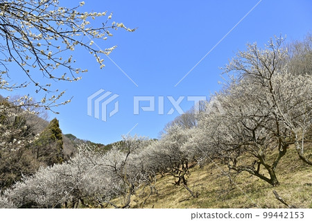 Ashikaga Seikeien (plum garden) 99442153