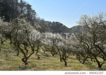 足利聖慶園(梅園) 足利聖慶園(梅園) 99442187