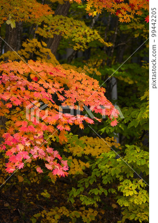 Moist foliage 99442205