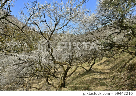 Ashikaga Seikeien (plum garden) 99442210