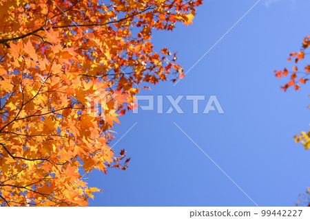 I look up at the autumn leaves (empty bag) 99442227