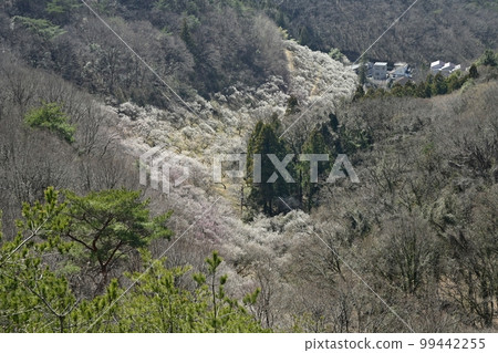 Ashikaga Seikeien (plum garden) overlooking from the Mt. Ryogai Hiking Course Ashikaga Seikeien (plum garden) overlooking from the Mt. Ryogai Hiking Course 99442255