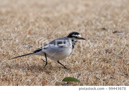 Wagtail family White wagtail 99443678