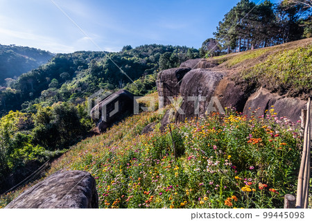 Beautiful meadow wildflowers straw flower in the mountains Phu Hin Rong Kla National Park, Thailand 99445098