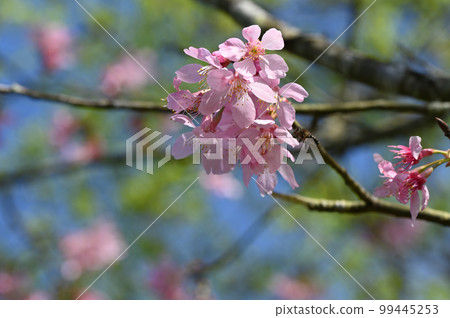 Blooming cherry blossoms in Taiwan Blooming cherry blossoms in Taiwan 99445253