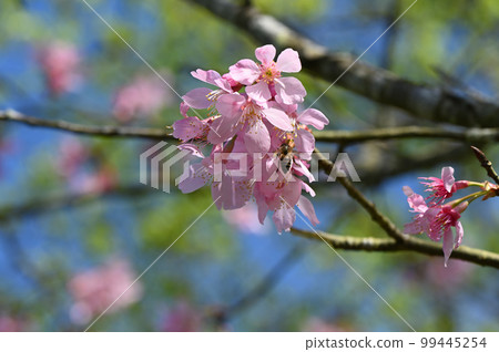 盛開櫻花在台灣 99445254