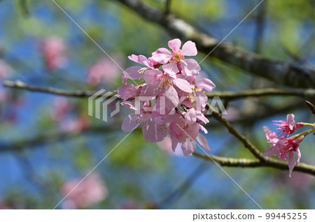 Blooming cherry blossoms in Taiwan Blooming cherry blossoms in Taiwan 99445255