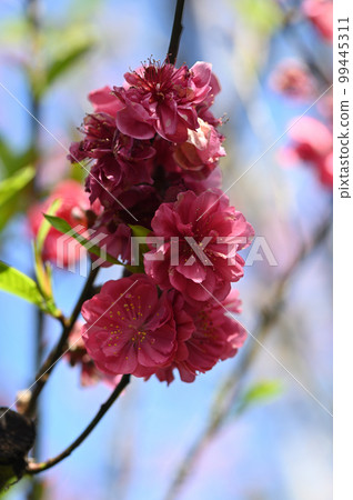 盛開櫻花在台灣 盛開櫻花在台灣 99445311