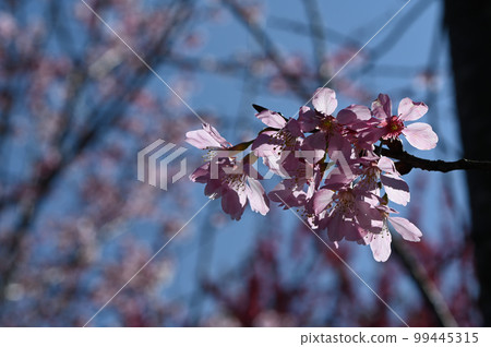 盛開櫻花在台灣 99445315