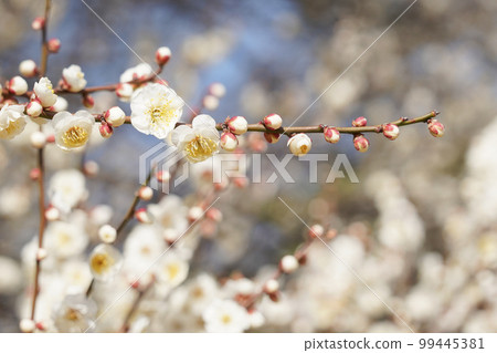 White plum blossoms in Nogawa Park White plum blossoms in Nogawa Park 99445381