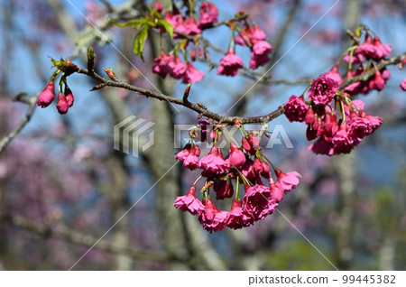 盛開櫻花在台灣 99445382