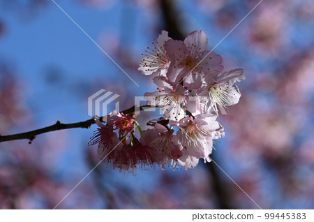 Blooming cherry blossoms in Taiwan 99445383