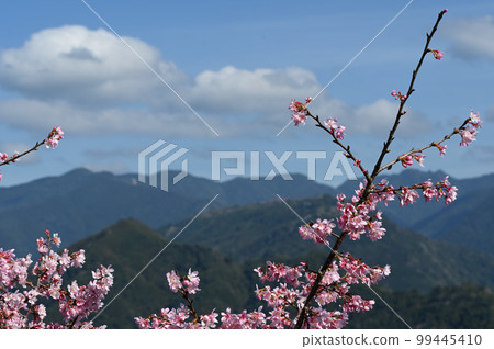 盛開櫻花在台灣 99445410